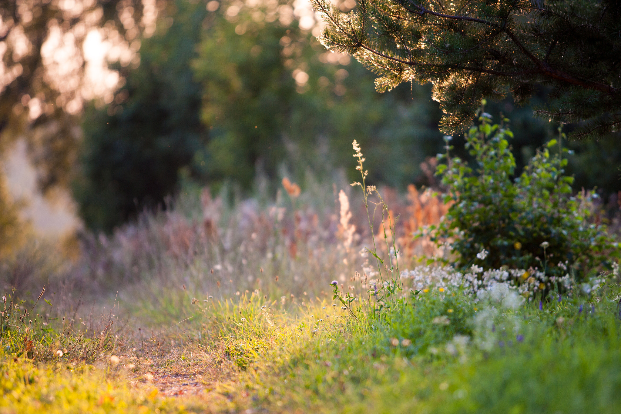 Canon EOS-1Ds Mark II sample photo. *** photography