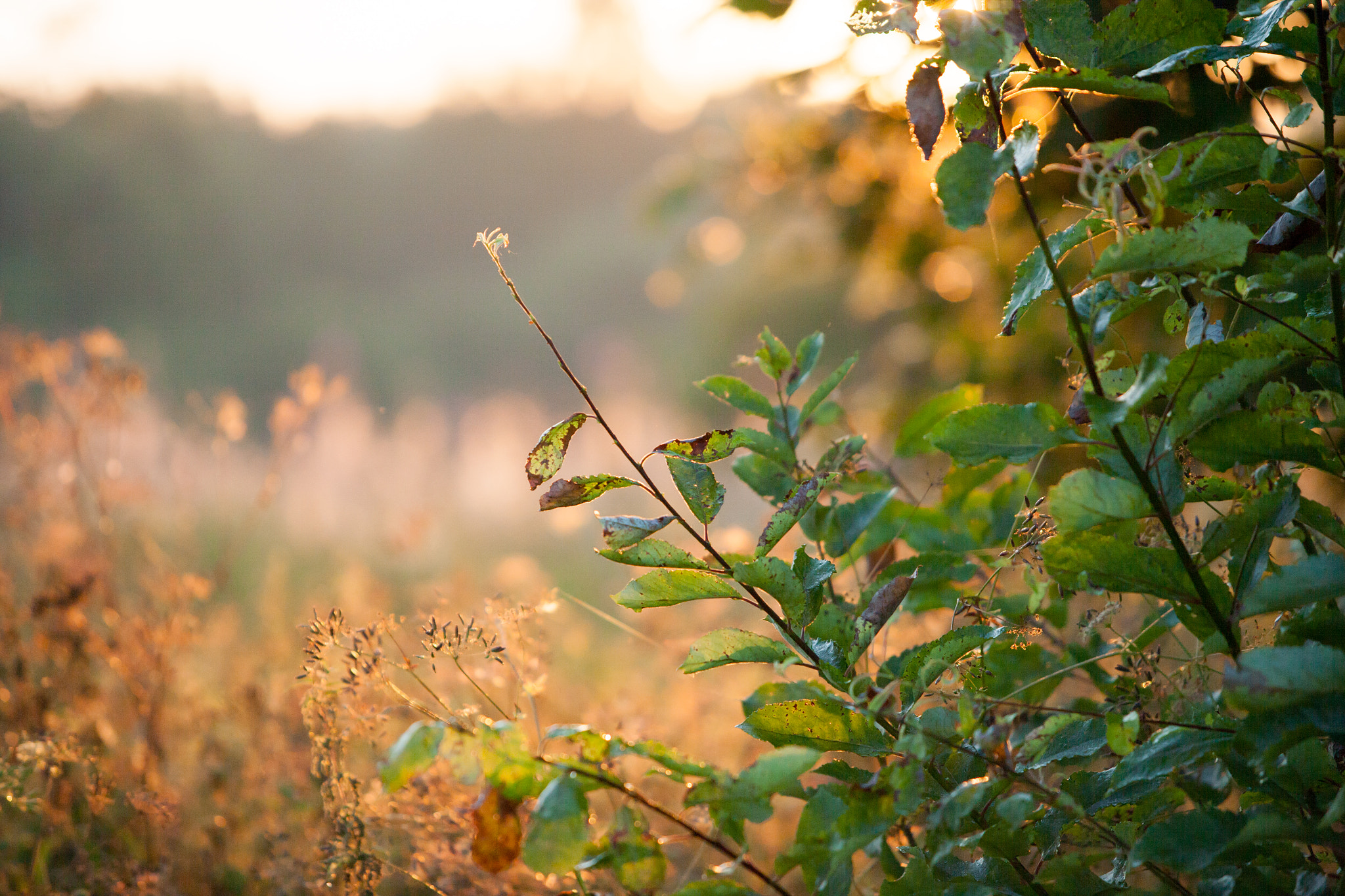 Canon EOS-1Ds Mark II sample photo. *** photography