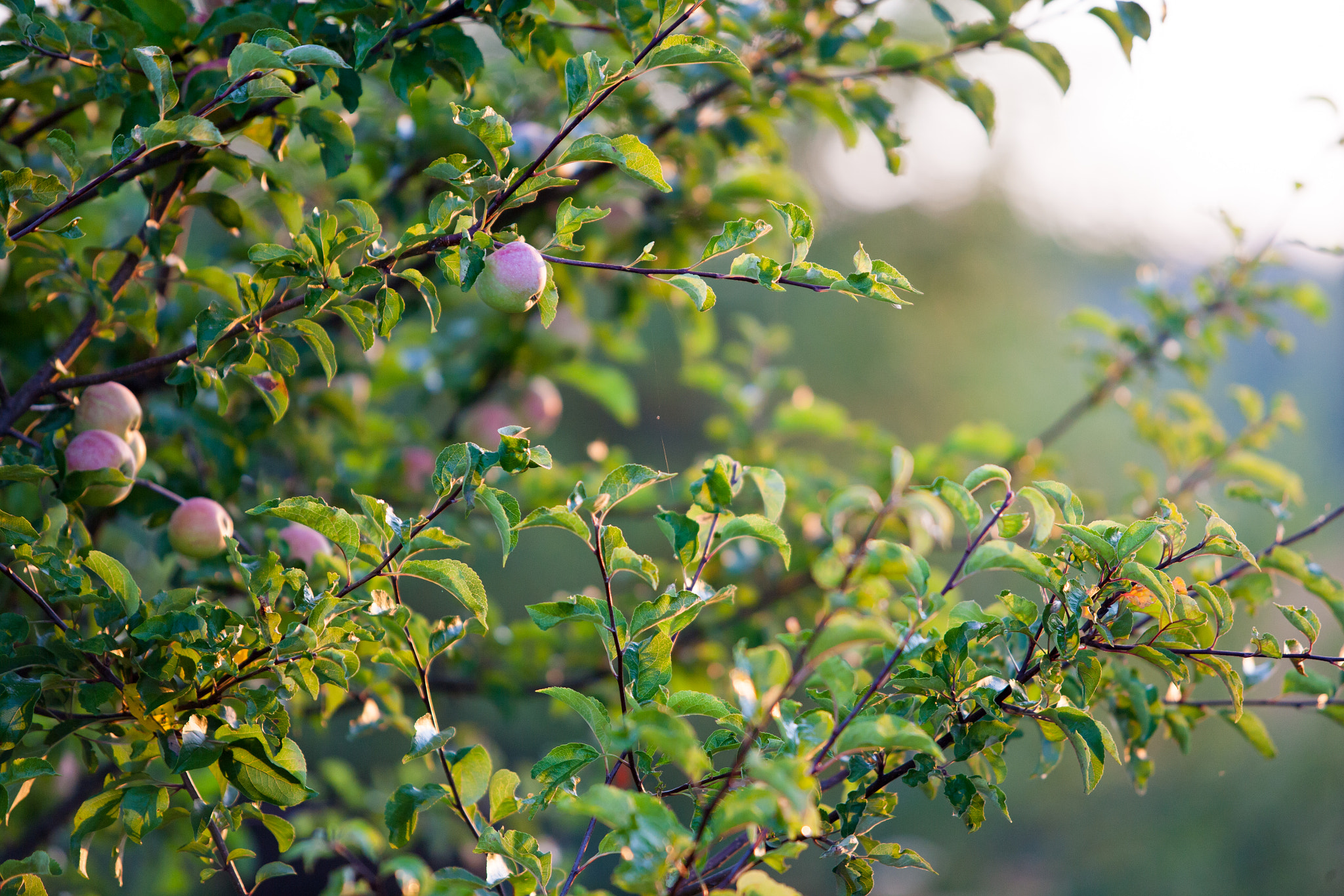 Canon EOS-1Ds Mark II sample photo. *** photography