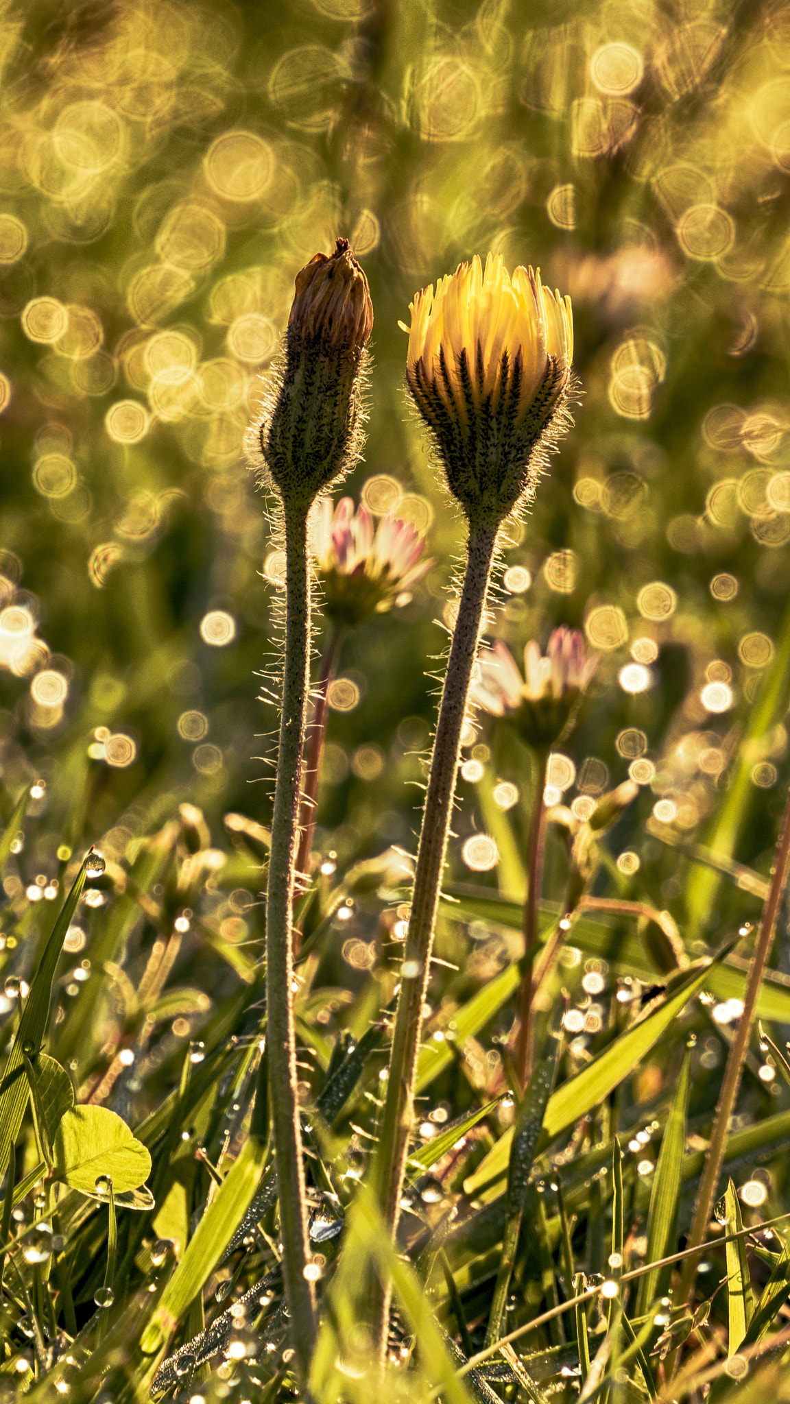 LUMIX G VARIO 45-150/F4.0-5.6 sample photo. Flowers in the morning photography