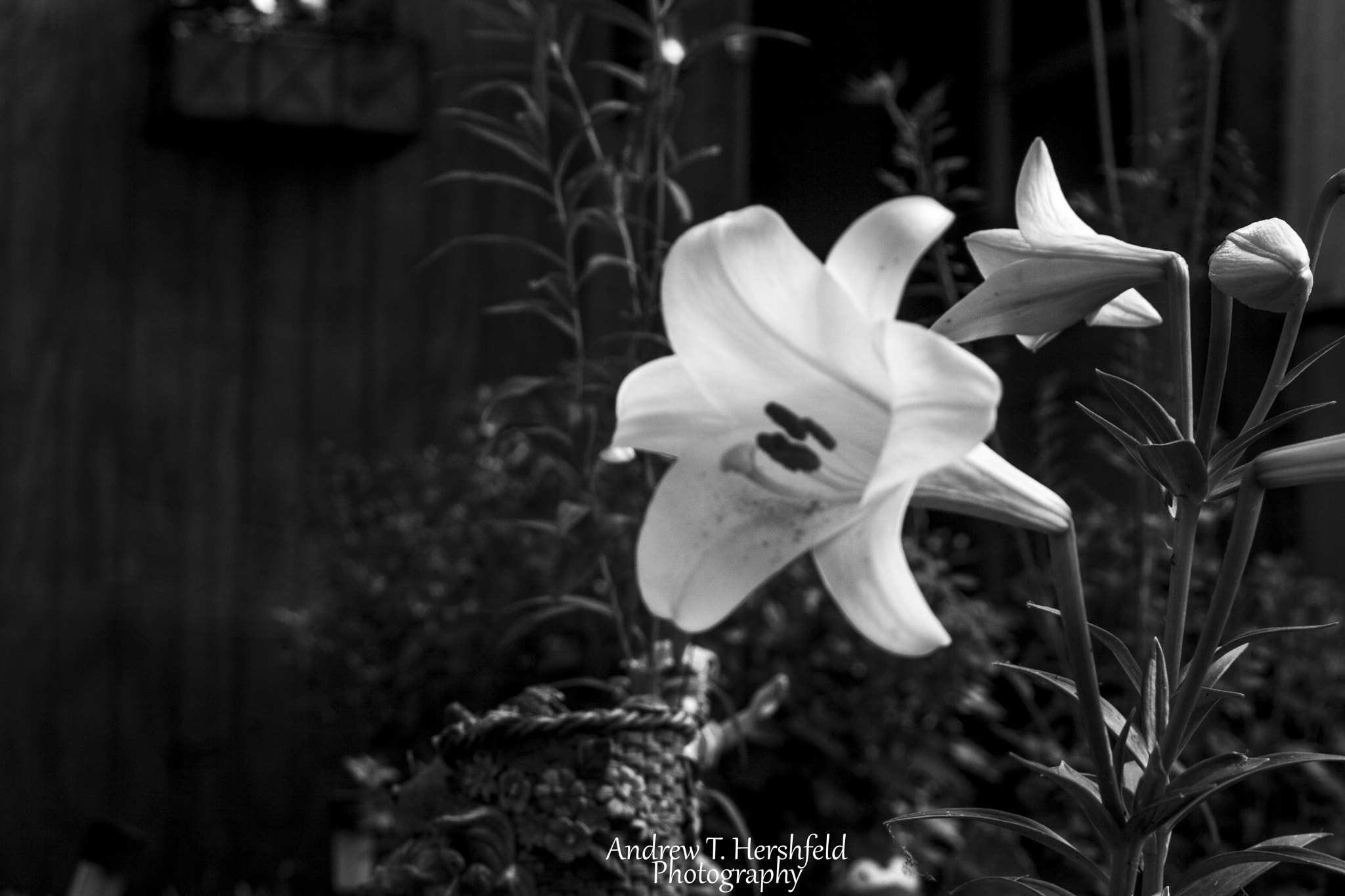 Canon EF 28-80mm f/3.5-5.6 sample photo. White lily photography