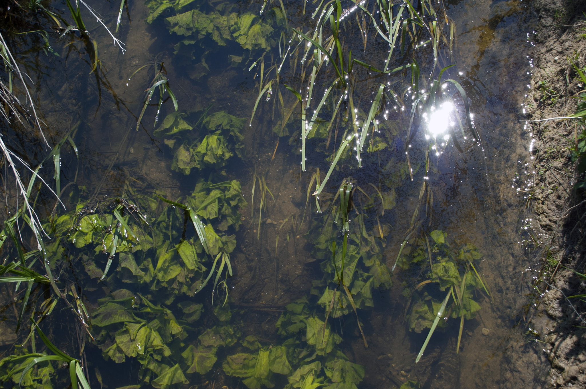 KONICA MINOLTA MAXXUM 5D sample photo. Lazy stream photography