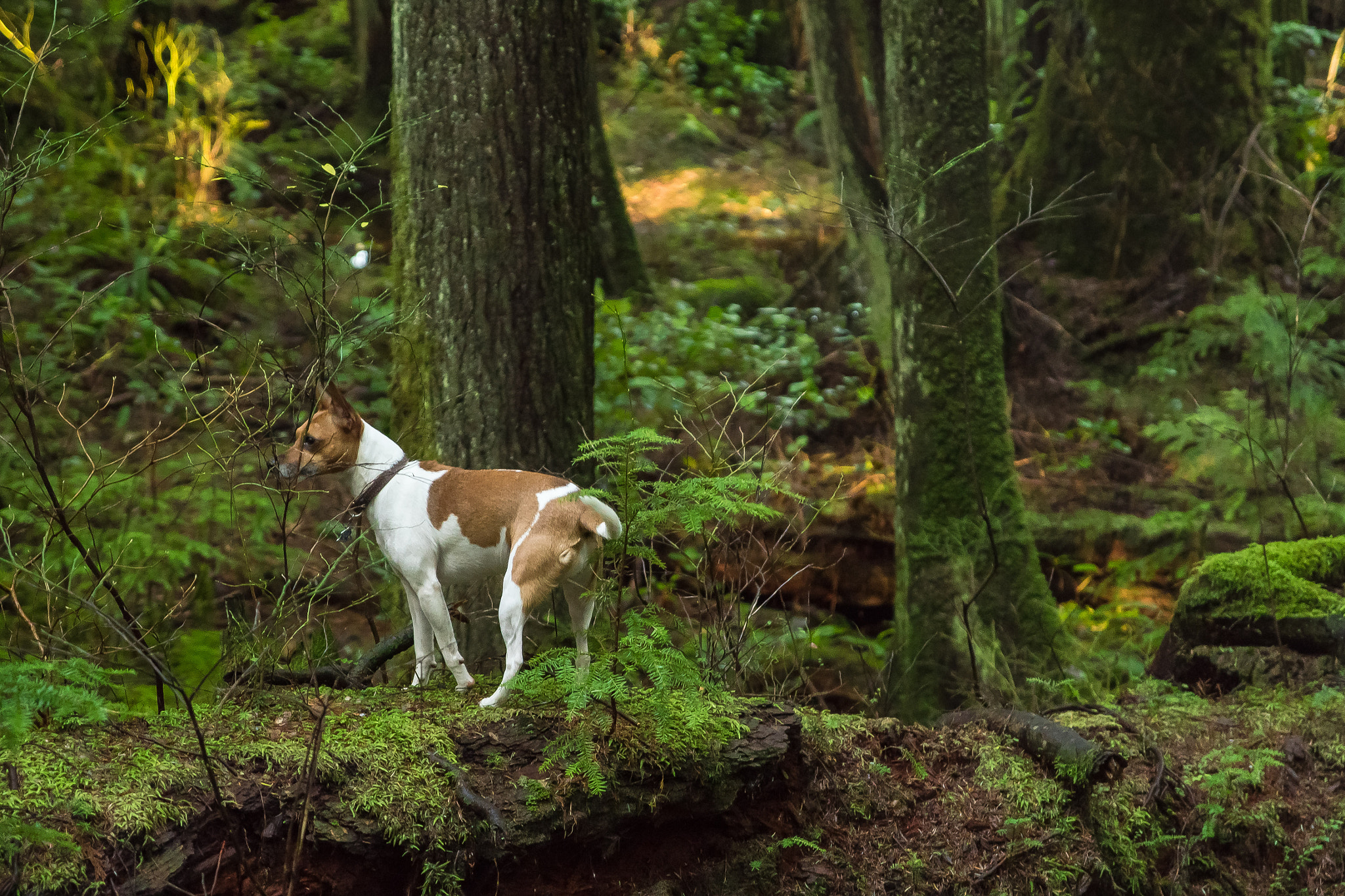 Nikon D810 + Sigma 17-70mm F2.8-4 DC Macro OS HSM sample photo. Melo in the forest photography