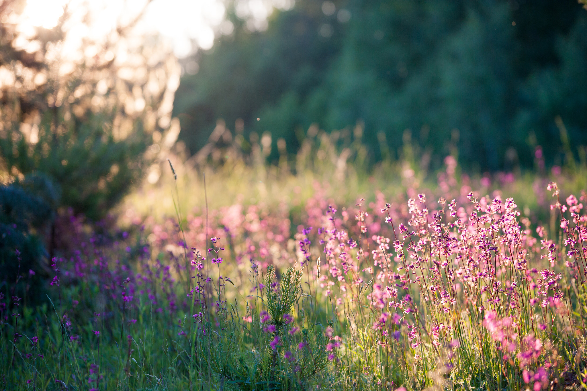 Canon EOS-1Ds Mark II sample photo. *** photography