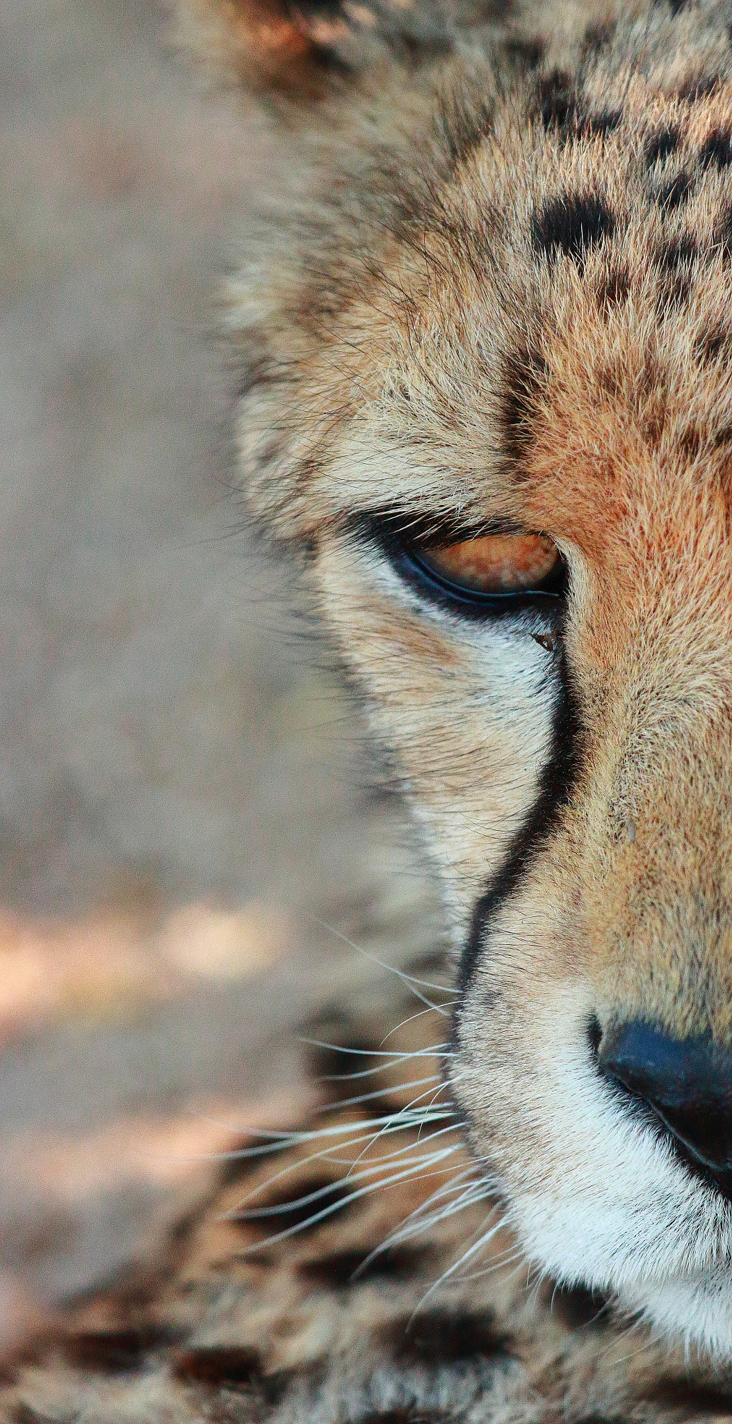 Canon EF 100-400mm F4.5-5.6L IS USM sample photo. Chita photography