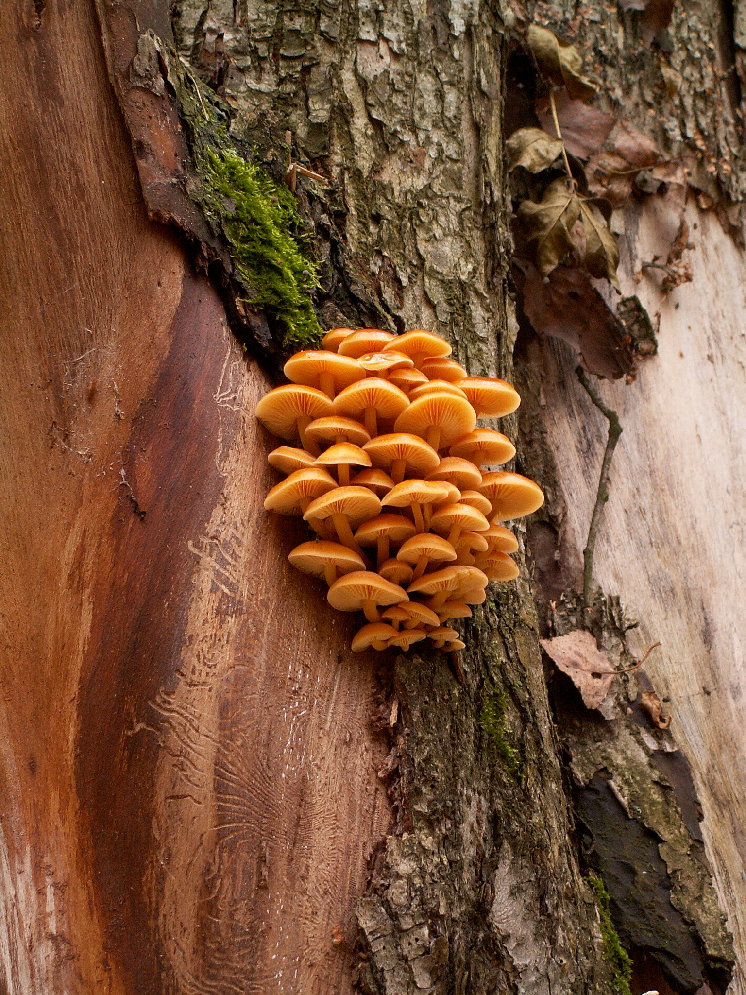 KONICA MINOLTA DiMAGE Z3 sample photo. Mushrooms and moss photography