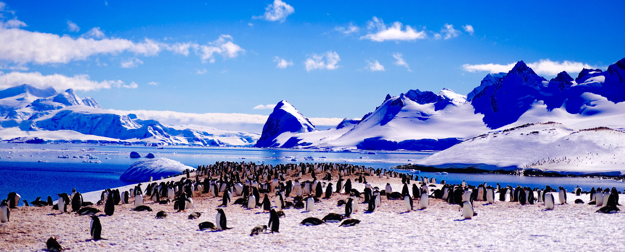Sony a7R + Sony Vario Tessar T* FE 24-70mm F4 ZA OSS sample photo. Pinguins kingdom photography