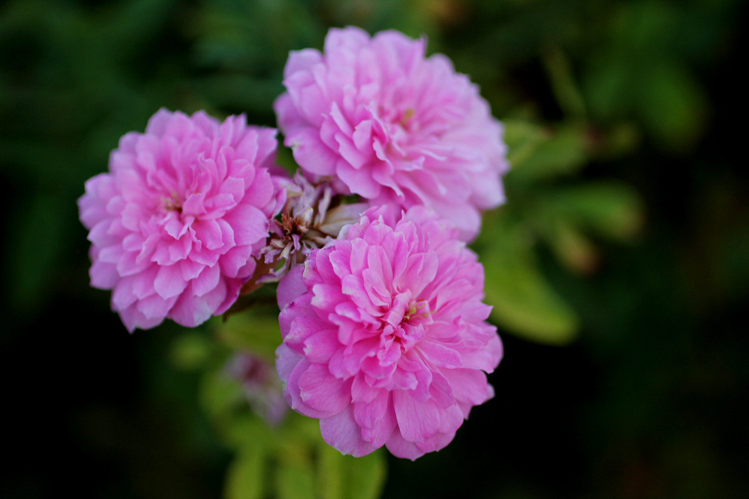 Canon EOS 60D + Canon EF 50mm F2.5 Macro sample photo. Flowers. photography
