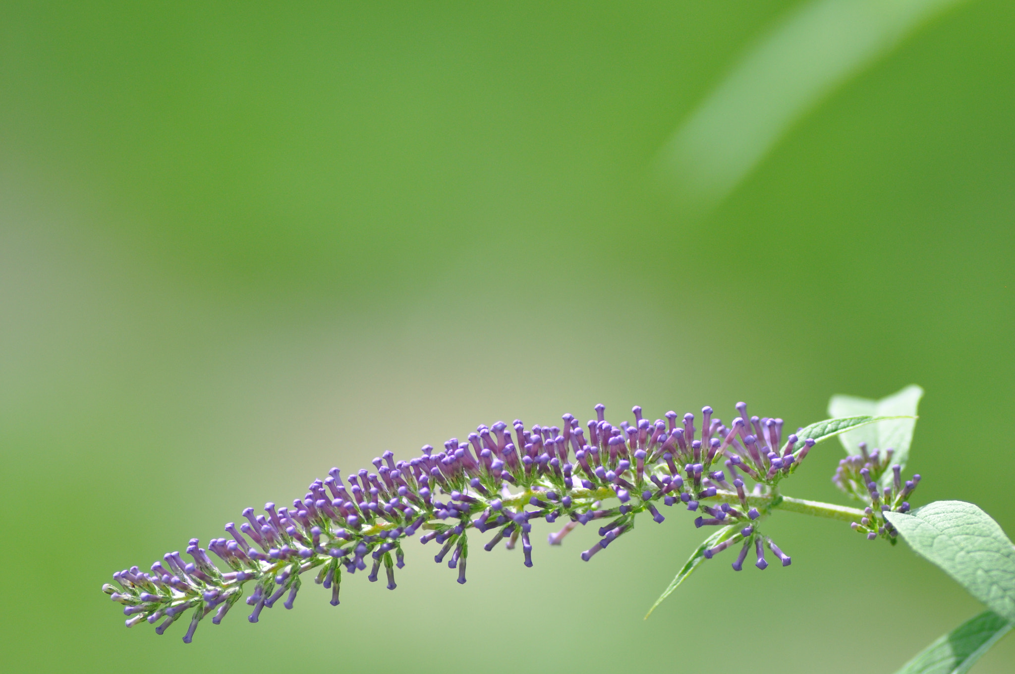 Nikon D90 + AF Nikkor 180mm f/2.8 IF-ED sample photo. Soft flower photography