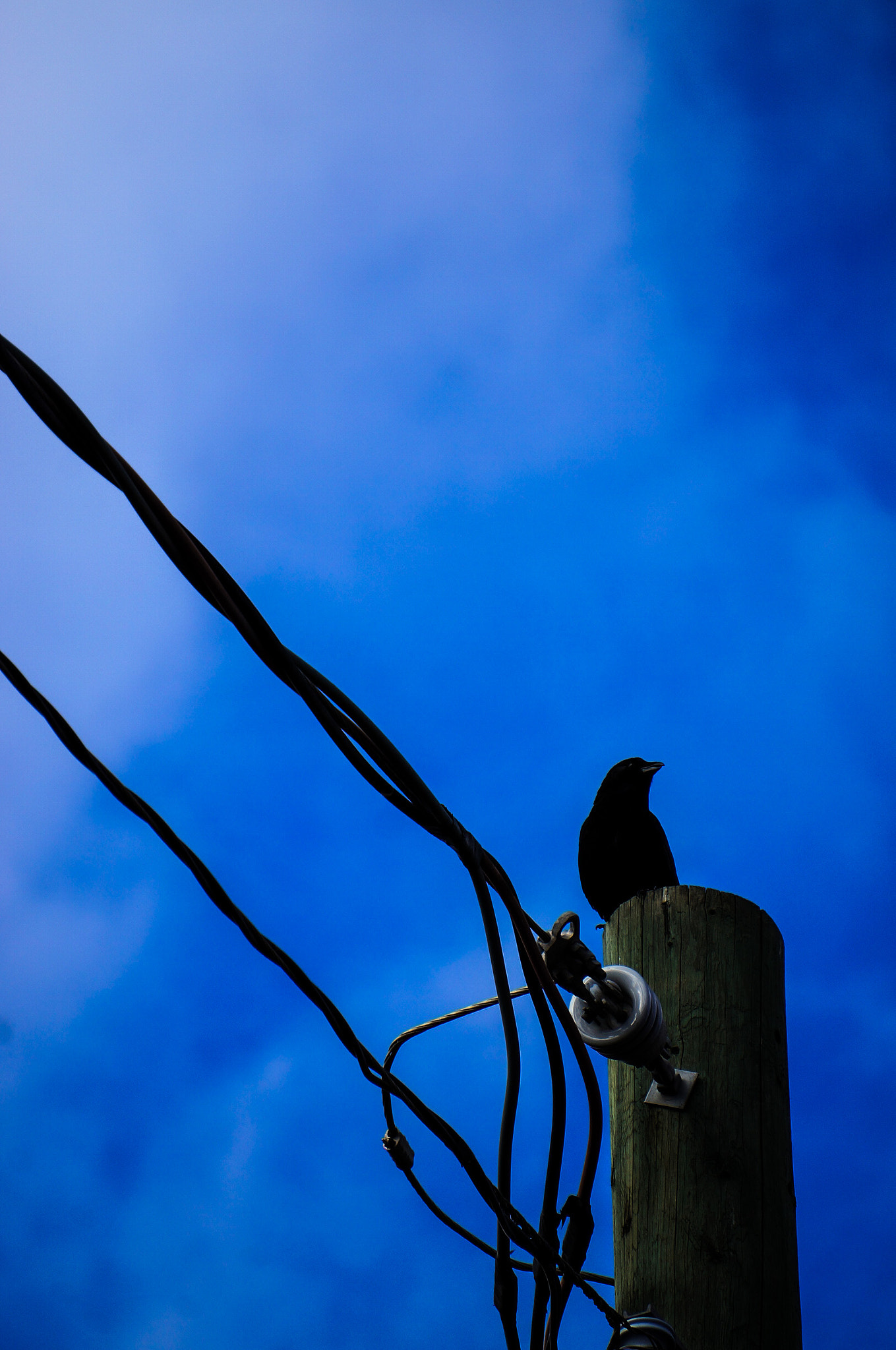 Sony Alpha NEX-5N + Sony E 55-210mm F4.5-6.3 OSS sample photo. Crow on a pole photography