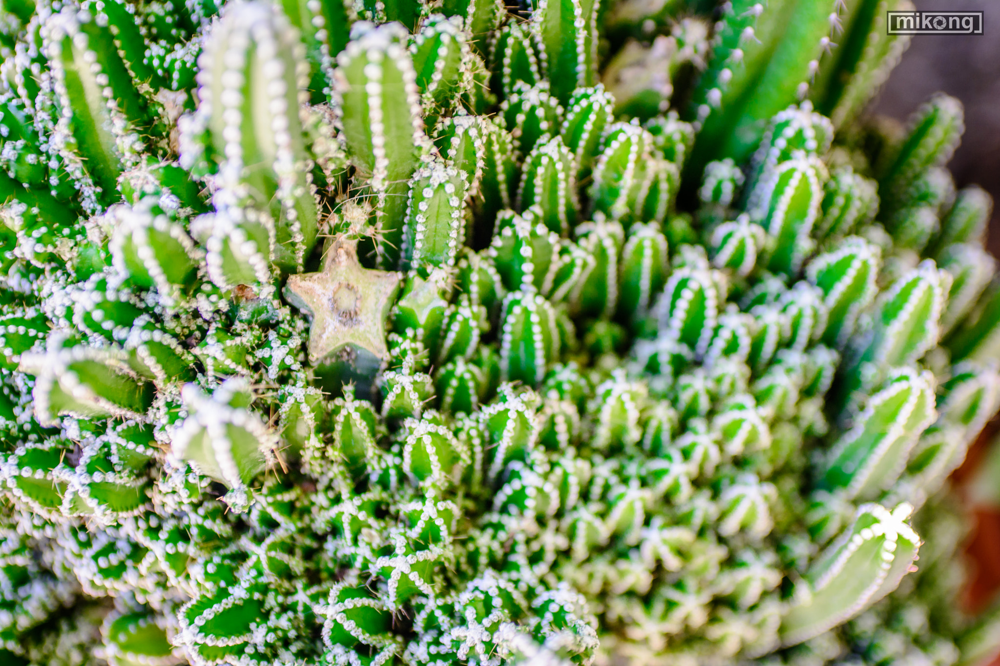 Nikon D7100 + AF Zoom-Nikkor 35-70mm f/2.8 sample photo. Cactus photography