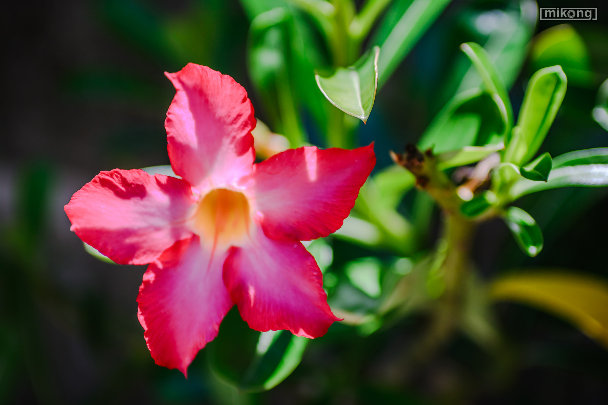 Nikon D7100 + AF Zoom-Nikkor 35-70mm f/2.8 sample photo. Flower photography