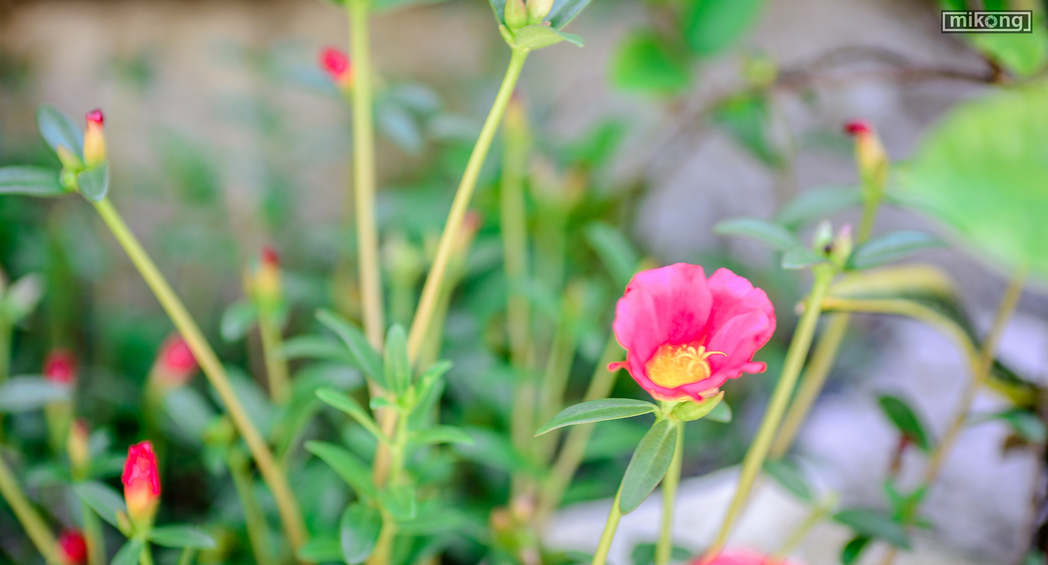 Nikon D7100 + AF Zoom-Nikkor 35-70mm f/2.8 sample photo. Flower photography