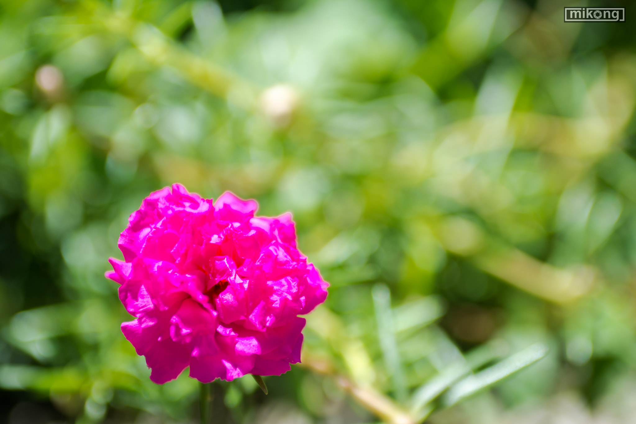 Nikon D7100 + AF Zoom-Nikkor 35-70mm f/2.8 sample photo. Flower photography