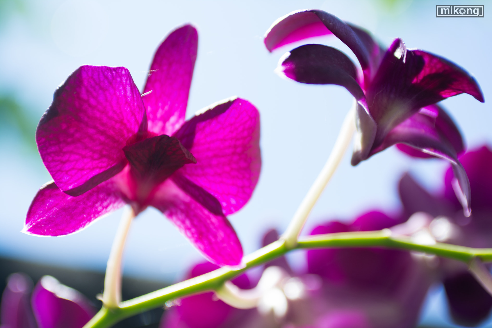 AF Zoom-Nikkor 35-70mm f/2.8 sample photo. Flower photography