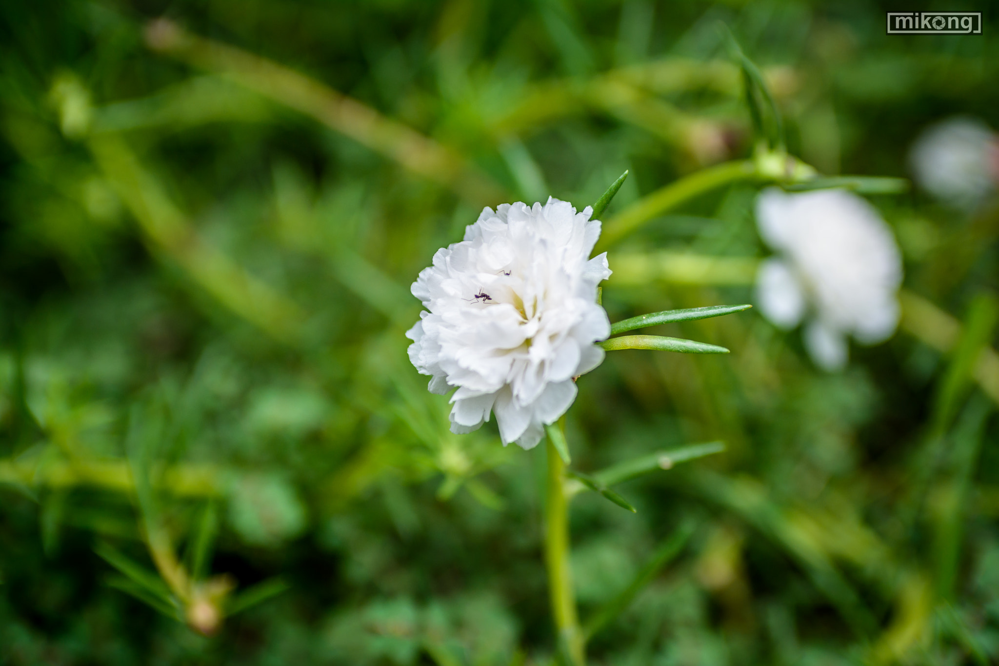 AF Zoom-Nikkor 35-70mm f/2.8 sample photo. Scapes photography