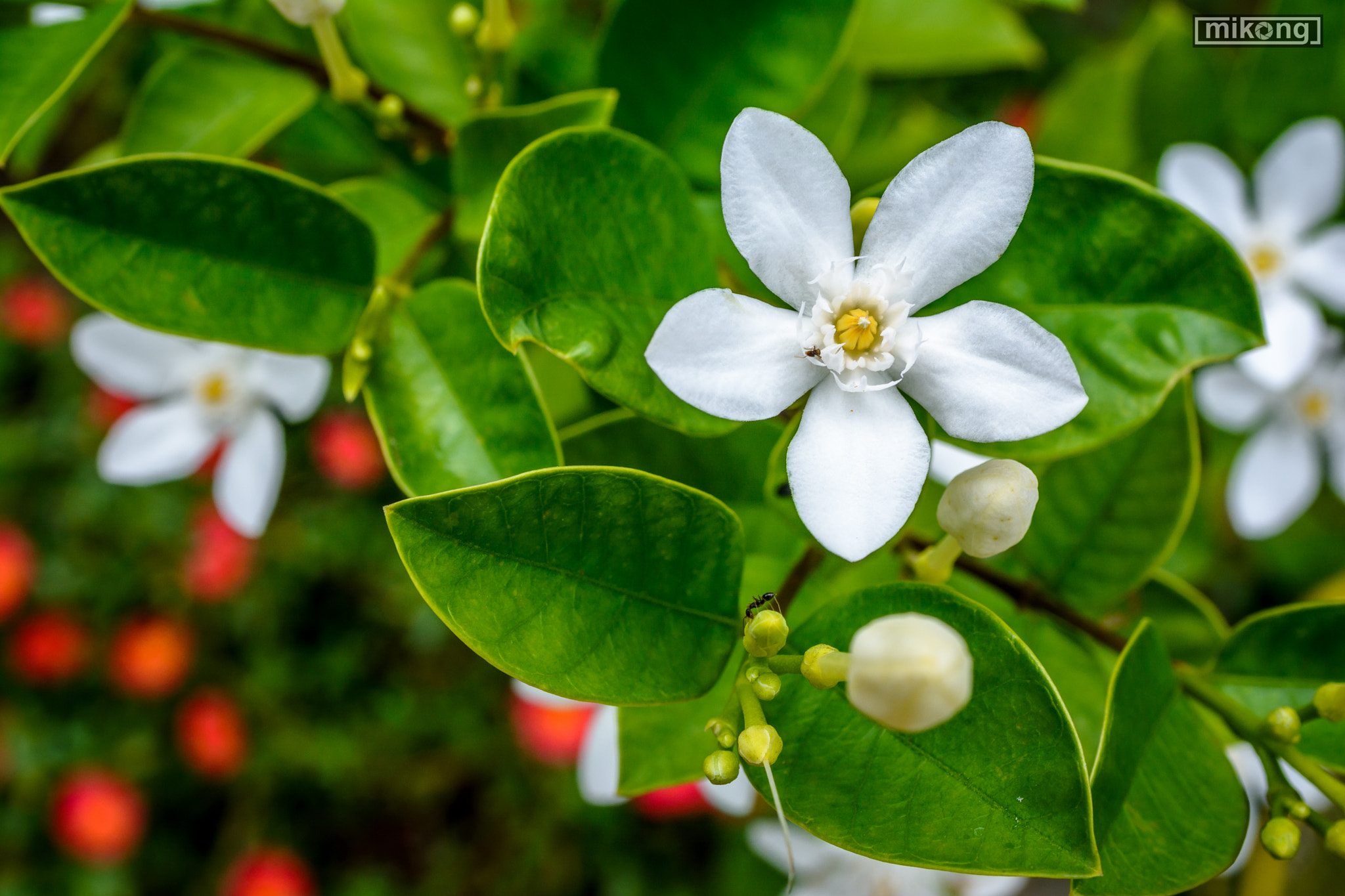 Nikon D7100 + AF Zoom-Nikkor 35-70mm f/2.8 sample photo. Flower photography