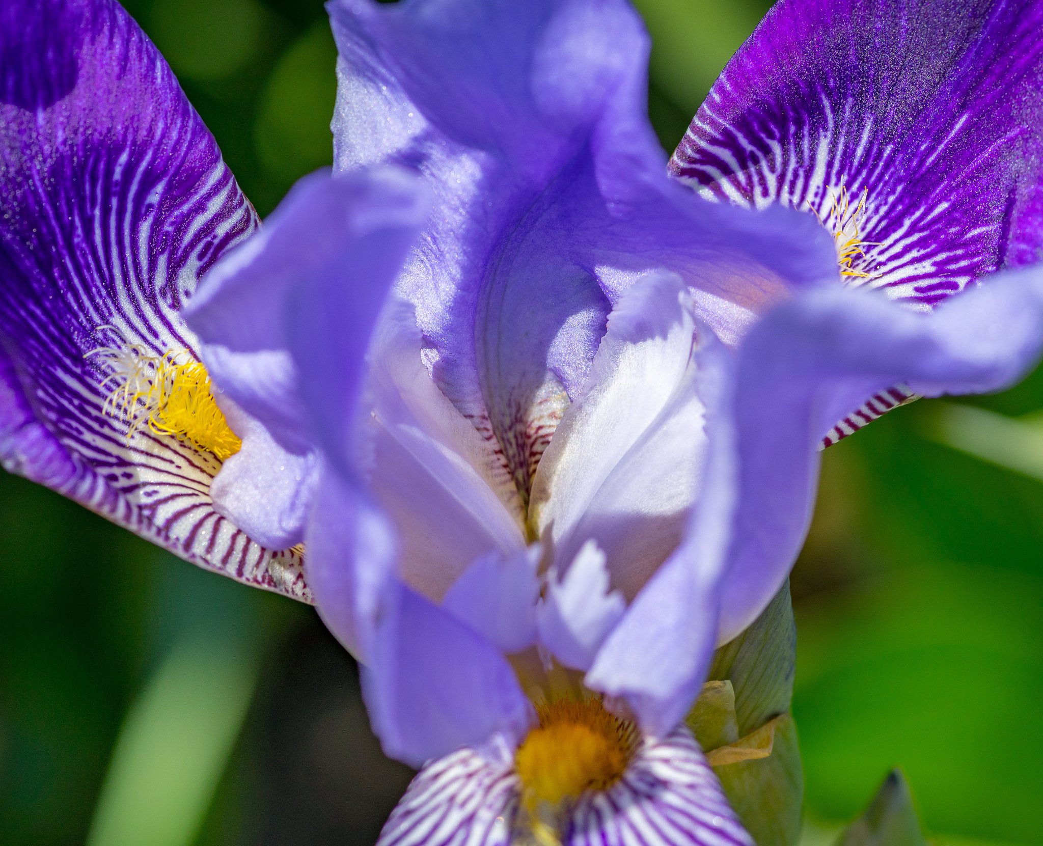 Tokina AT-X Pro 100mm F2.8 Macro sample photo. Spreading my wings photography