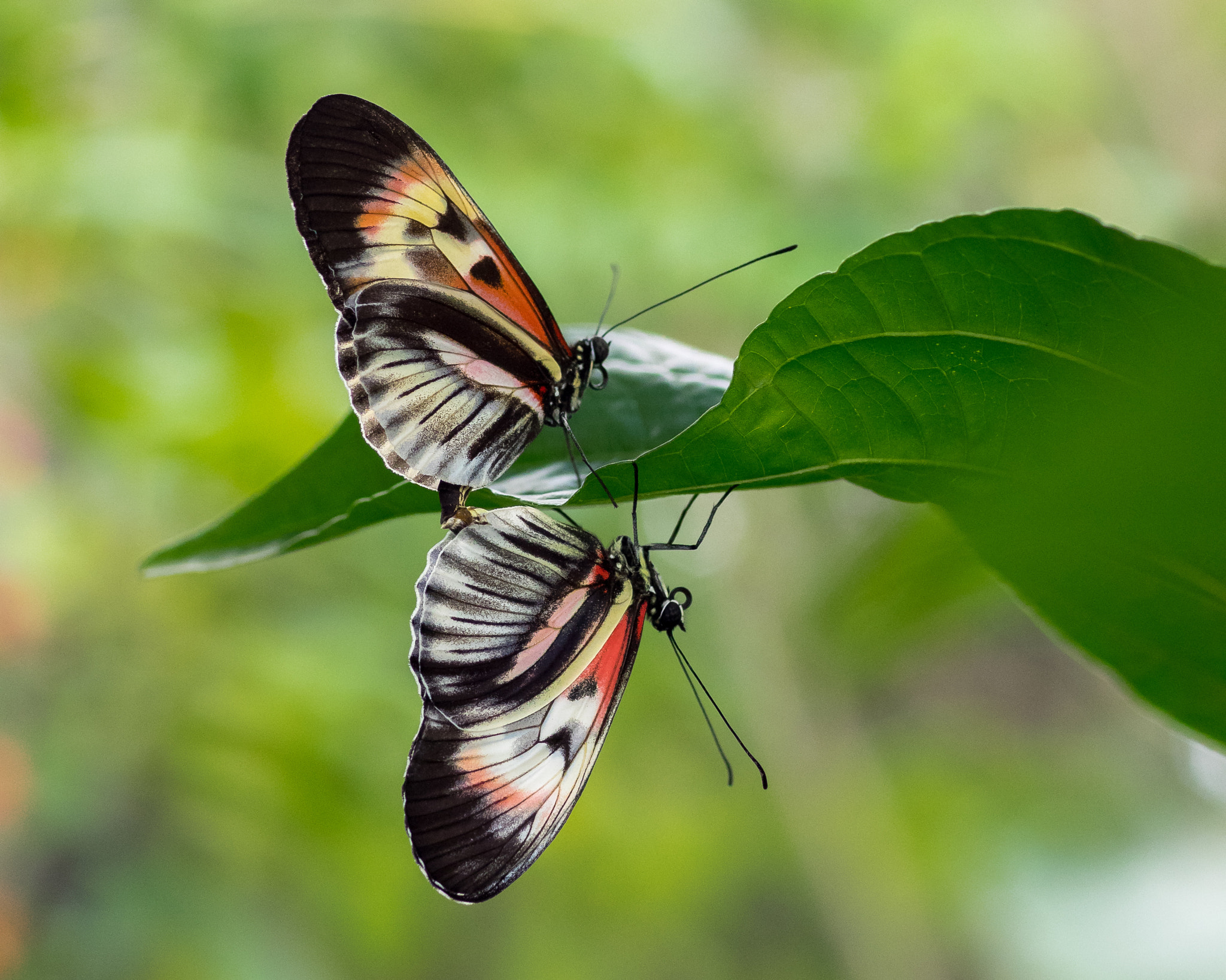 Olympus OM-D E-M1 + OLYMPUS 50mm Lens sample photo. Longwing butterfly photography