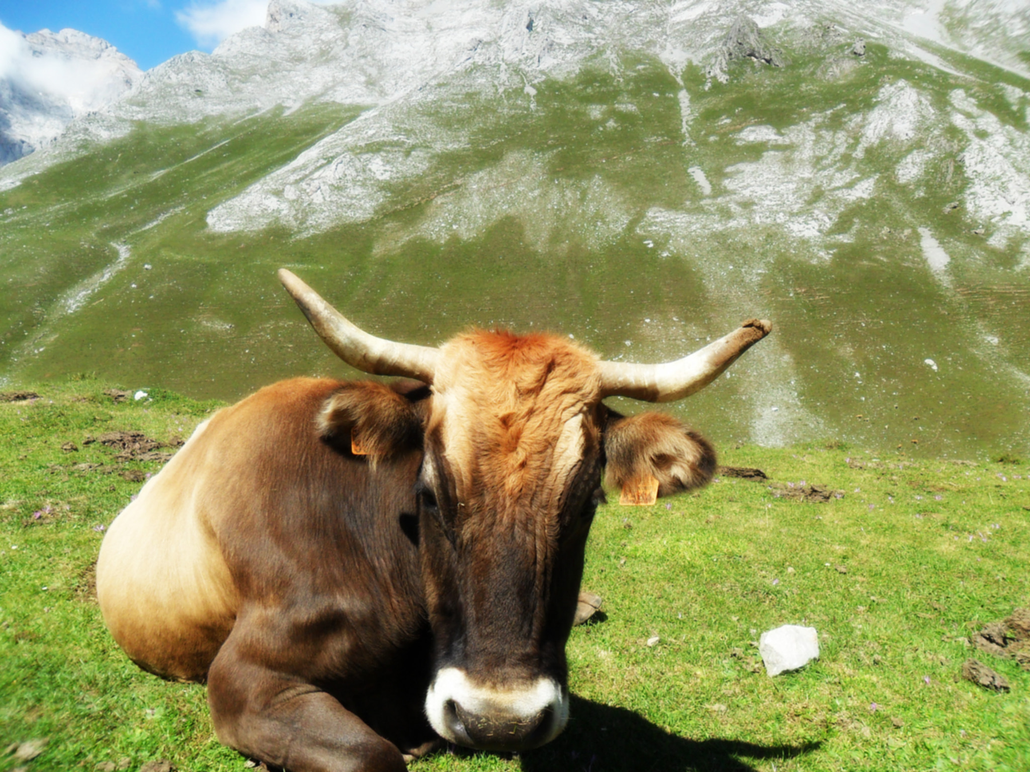 Samsung ES28 / VLUU ES28 sample photo. Cow in "picos de europa" - spain photography