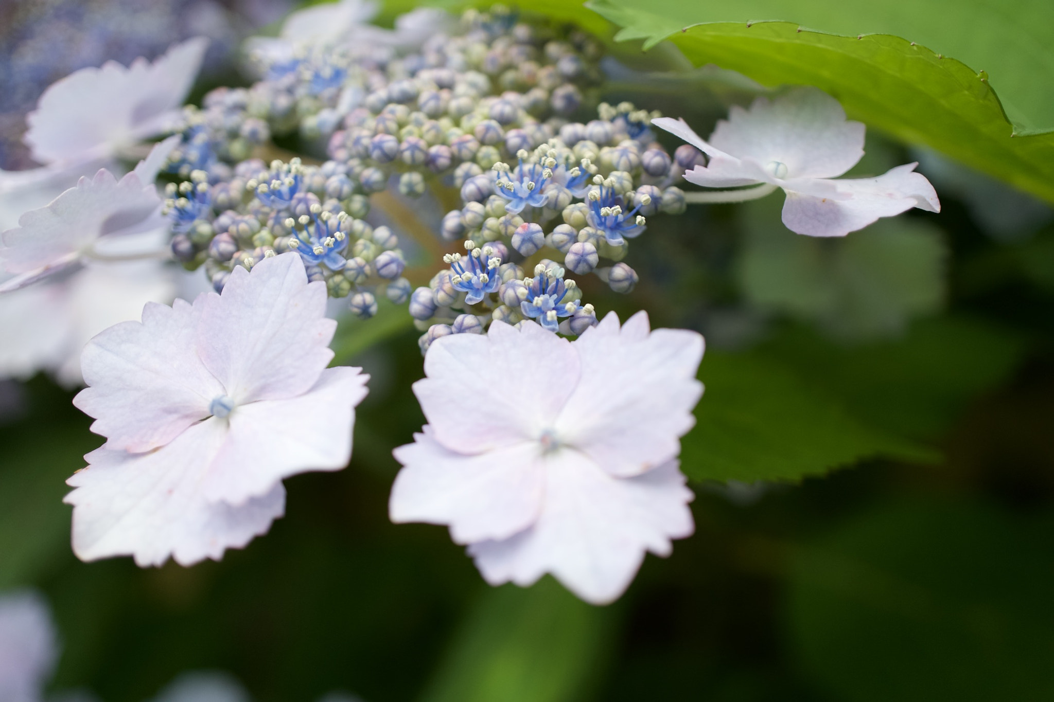 Sony a7 II + Sony E 30mm F3.5 sample photo