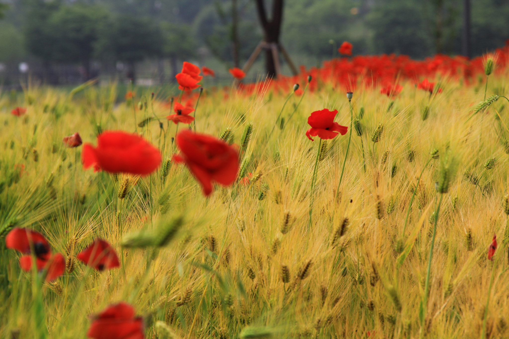 Sigma 18-125mm F3.8-5.6 DC OS HSM sample photo. Red poppy photography
