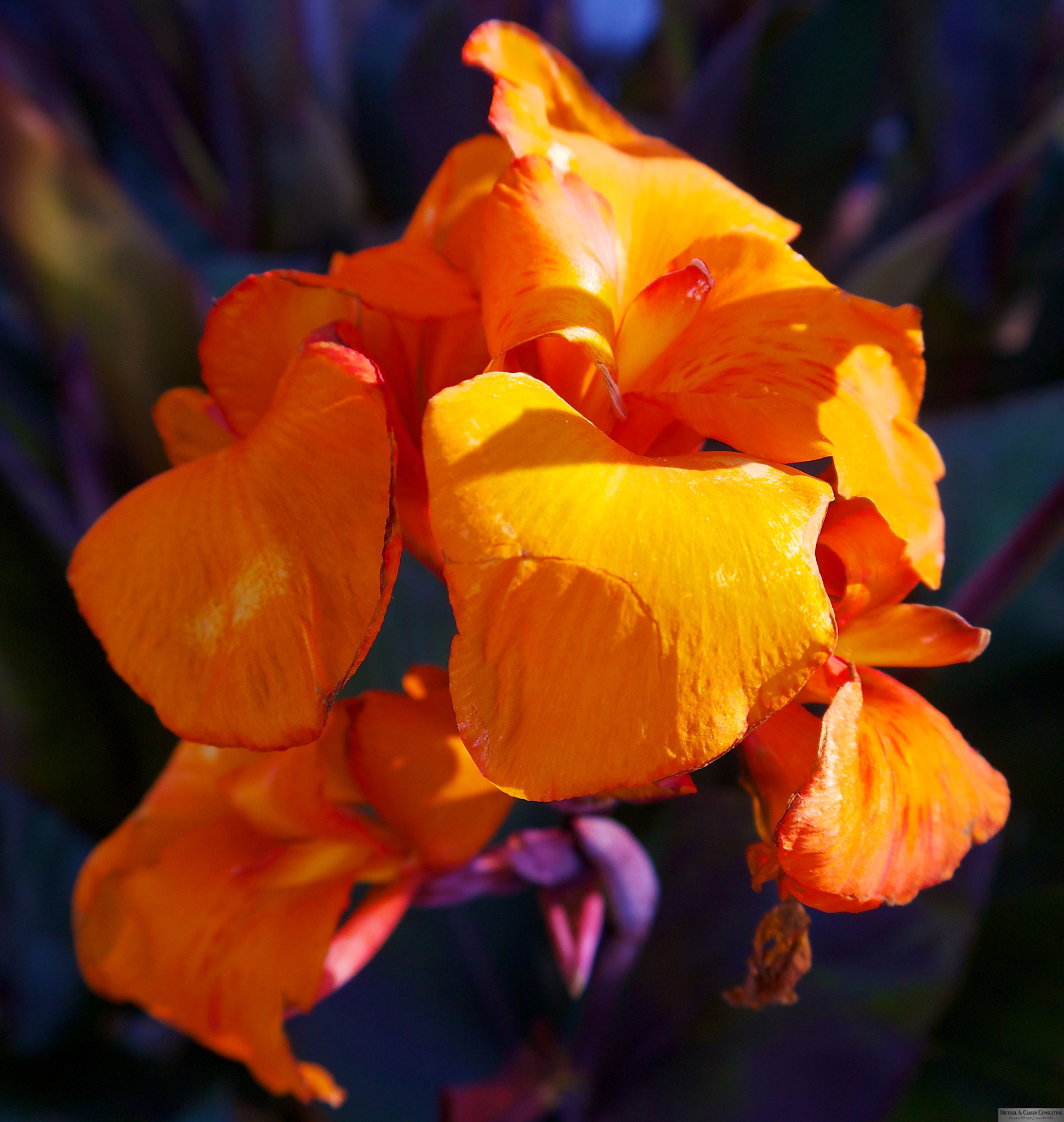 Panasonic Lumix DMC-GX1 sample photo. Blooming on the farm on a delta morning photography
