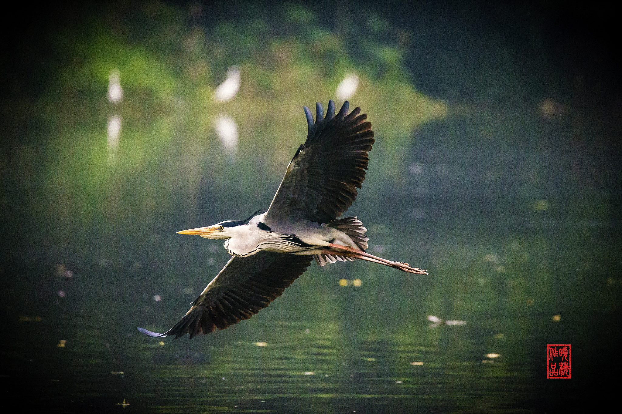 Sigma 150-600mm F5-6.3 DG OS HSM | C sample photo