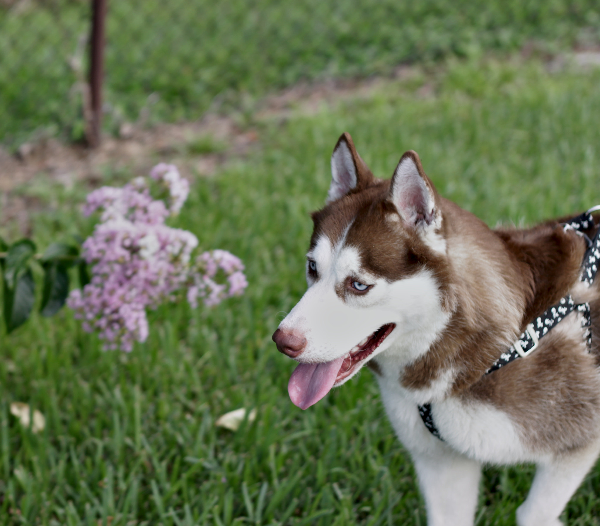 Canon EOS 500D (EOS Rebel T1i / EOS Kiss X3) + Canon EF 50mm F1.8 II sample photo. Siberian husky photography
