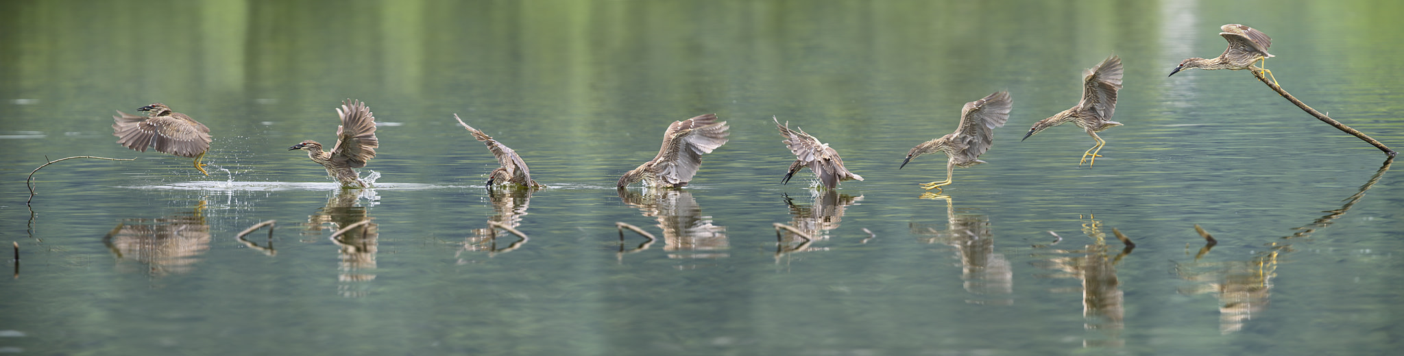 Canon EF 300mm F2.8L IS USM sample photo. 池璐捕鱼chilu fishing photography