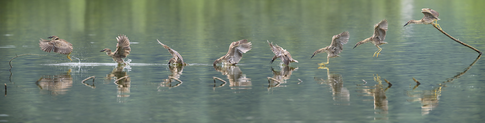 Canon EOS-1D X + Canon EF 300mm F2.8L IS USM sample photo. 池璐捕鱼chilu fishing photography