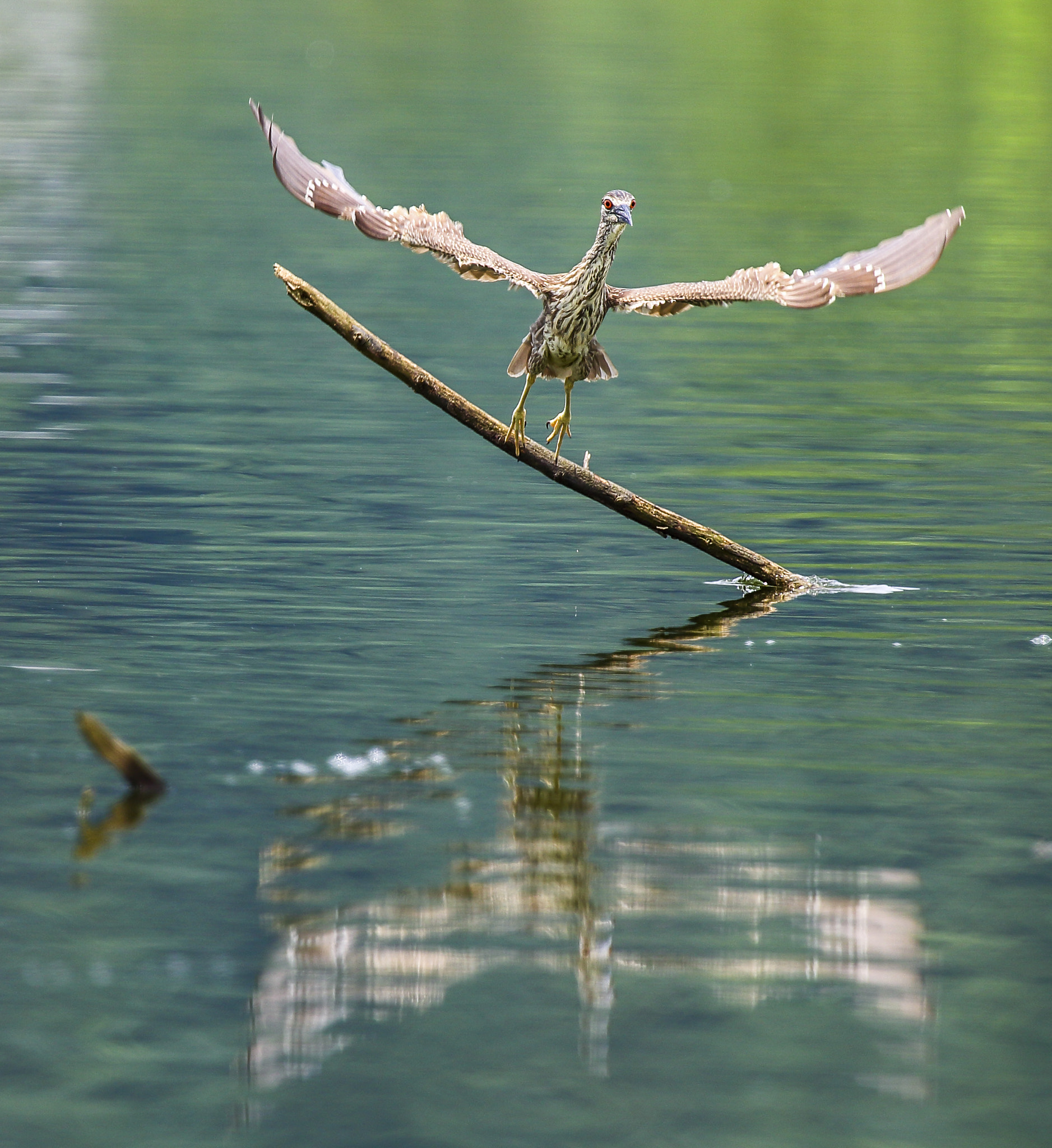 Canon EF 300mm F2.8L IS USM sample photo. 池璐chilu photography