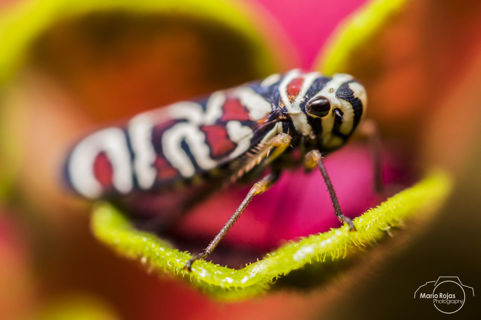Canon EF-S 60mm F2.8 Macro USM sample photo. Grasshopper!!! photography