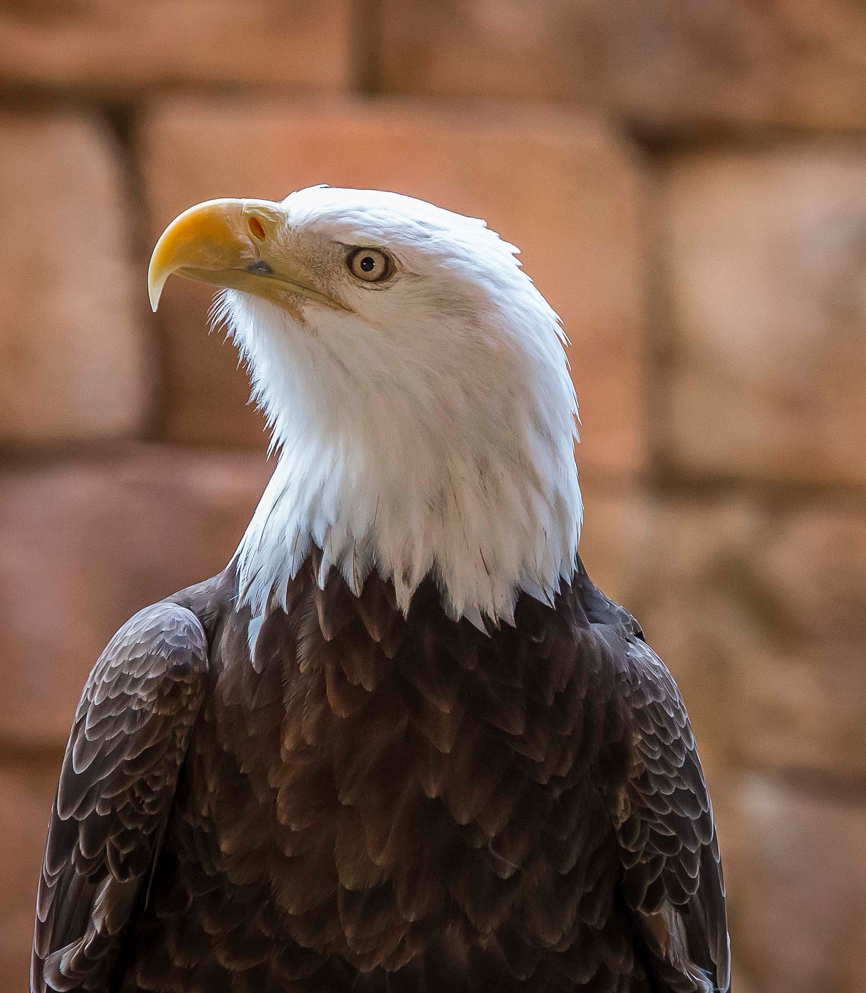 Canon EF 100-400mm F4.5-5.6L IS USM sample photo. Regal photography