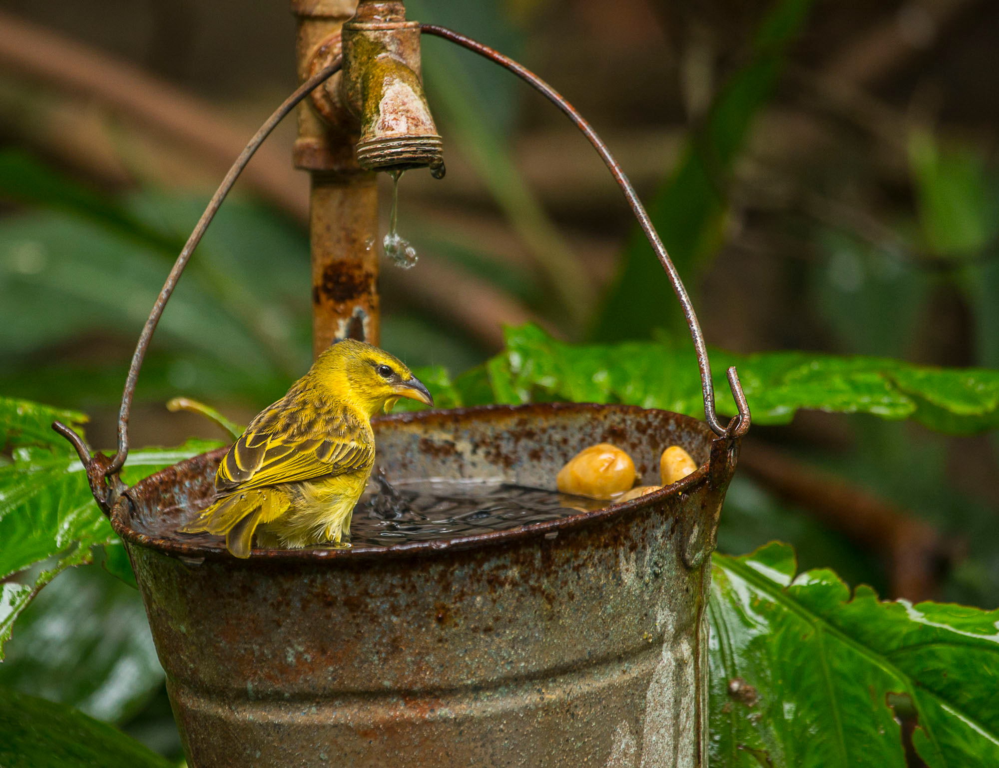 Canon EF 100-400mm F4.5-5.6L IS USM sample photo. Splish-splash photography