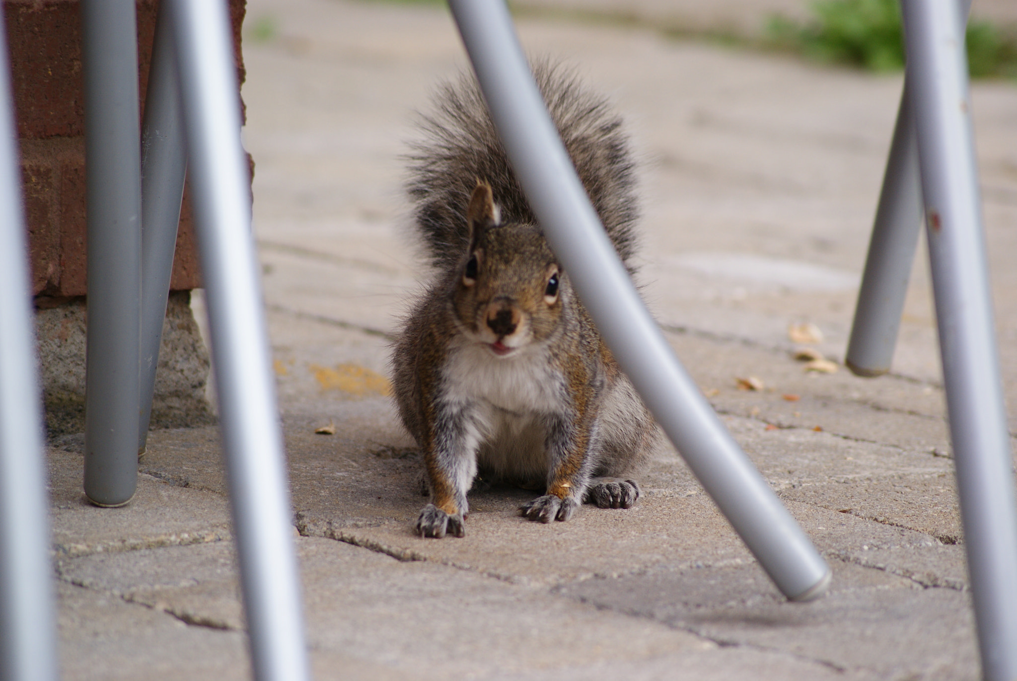 Sony Alpha DSLR-A300 + Sony DT 55-200mm F4-5.6 SAM sample photo. Squirrel.  photography