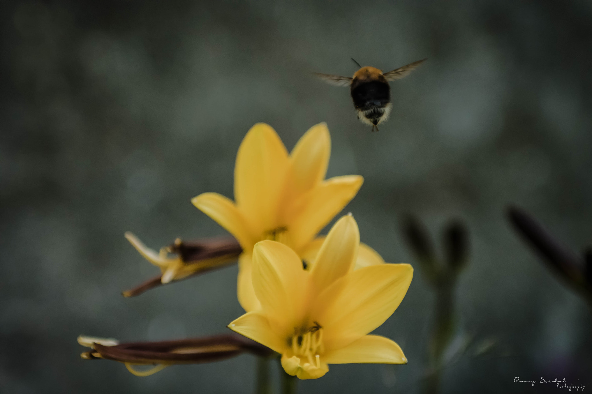 Nikon D7200 + Sigma 24-70mm F2.8 EX DG Macro sample photo. Yellow takeoff photography