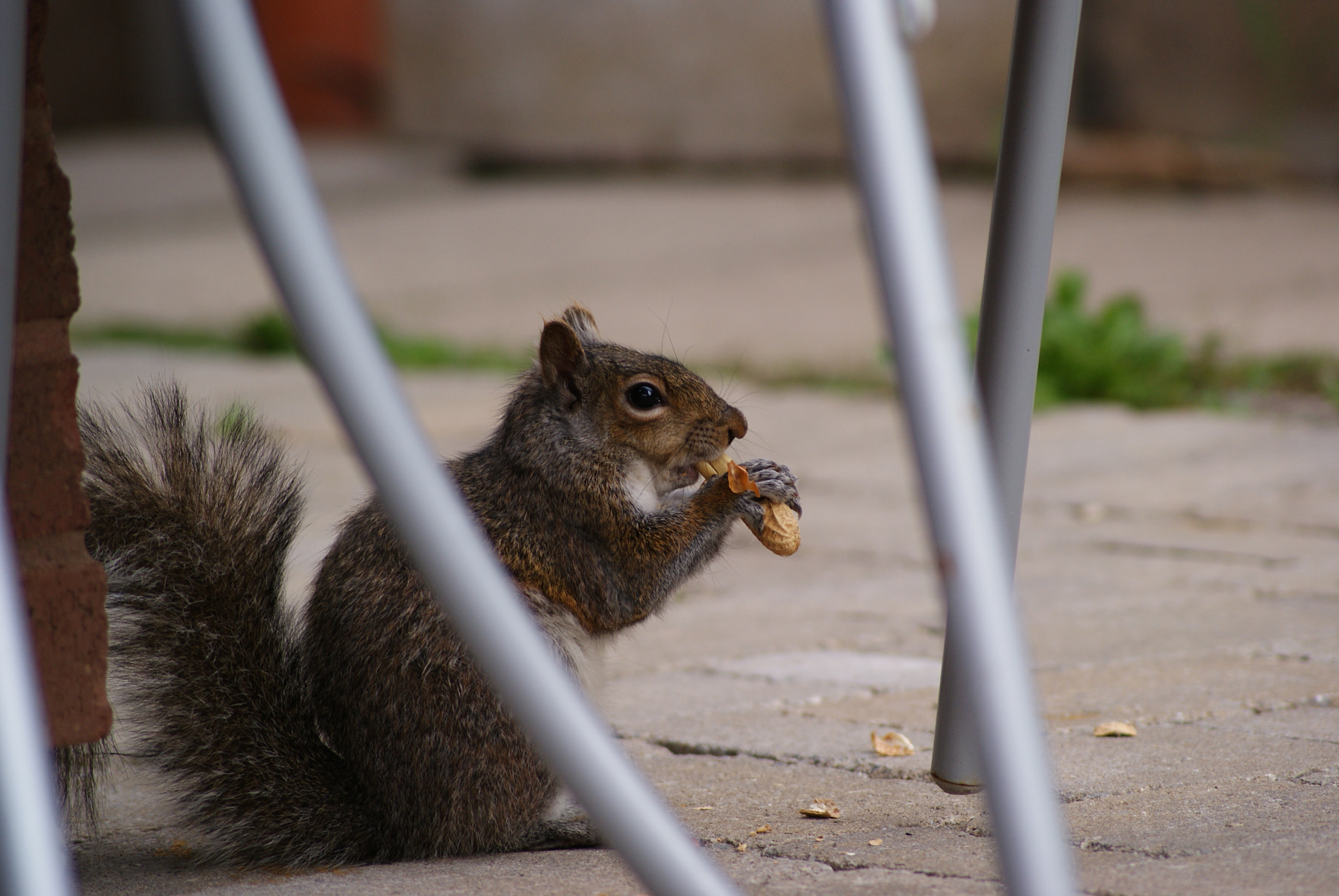 Sony Alpha DSLR-A300 + Sony DT 55-200mm F4-5.6 SAM sample photo. Squirrel2 photography