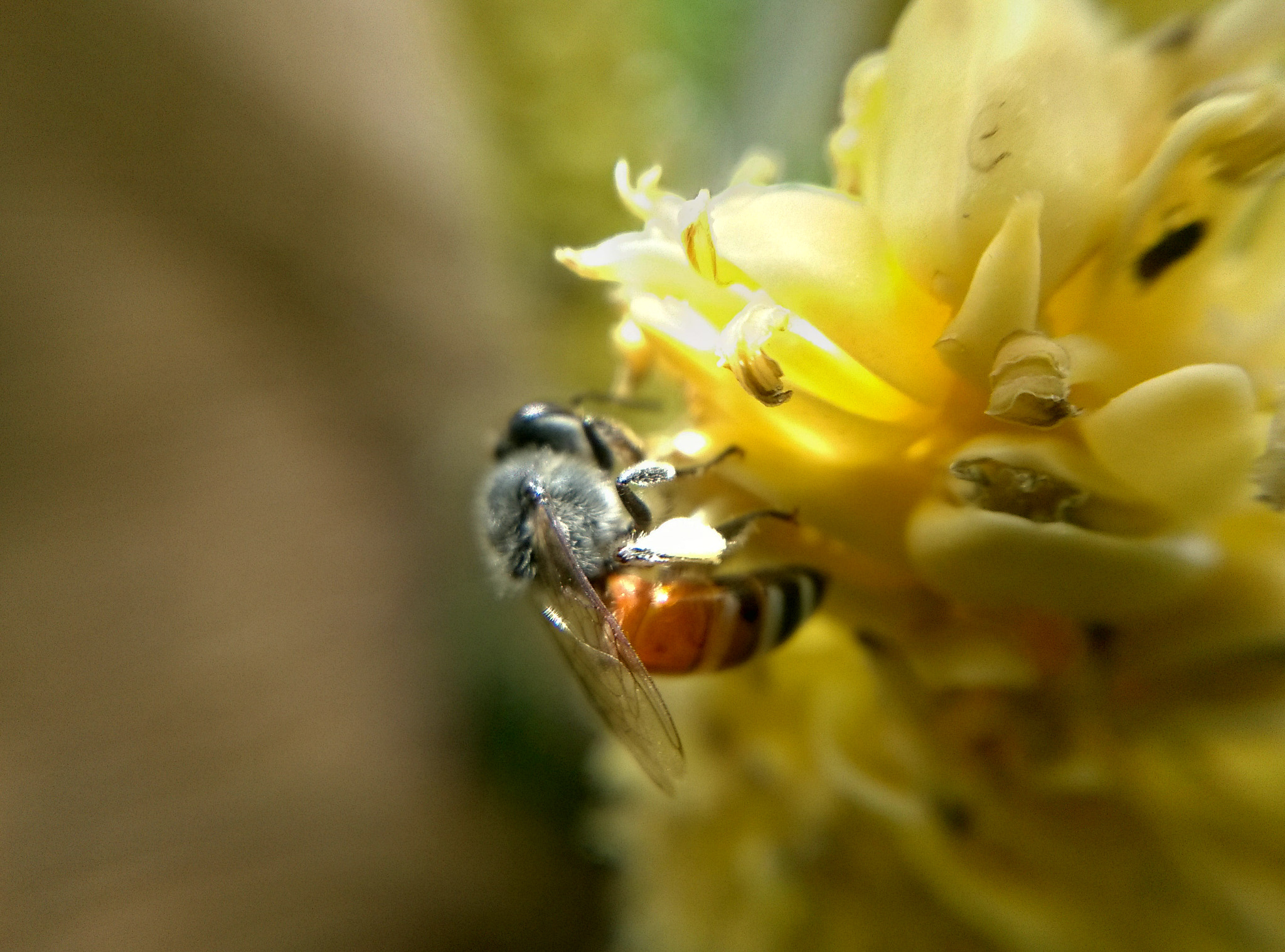 Nokia Lumia 730 Dual SIM sample photo. The working bee photography