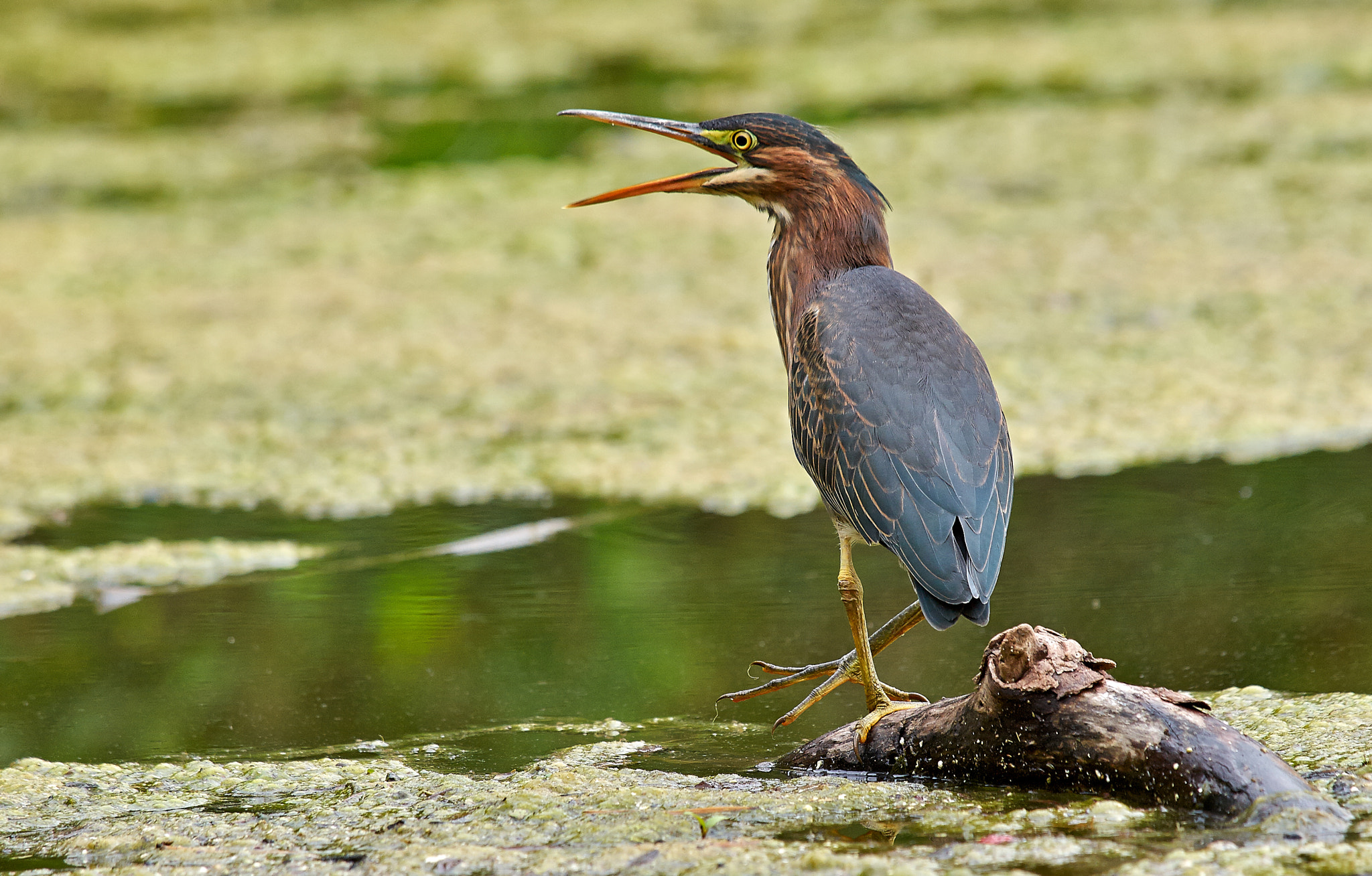 Olympus E-5 sample photo. Green heron photography