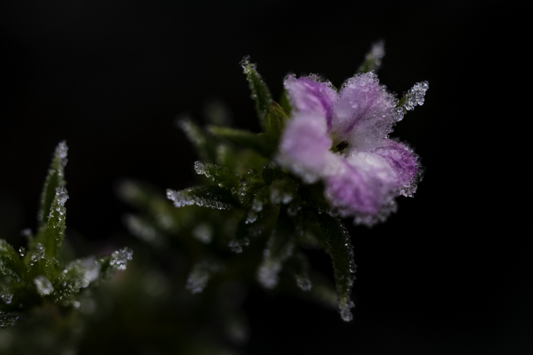 Pentax K-3 II sample photo. Tiny frozen flower photography