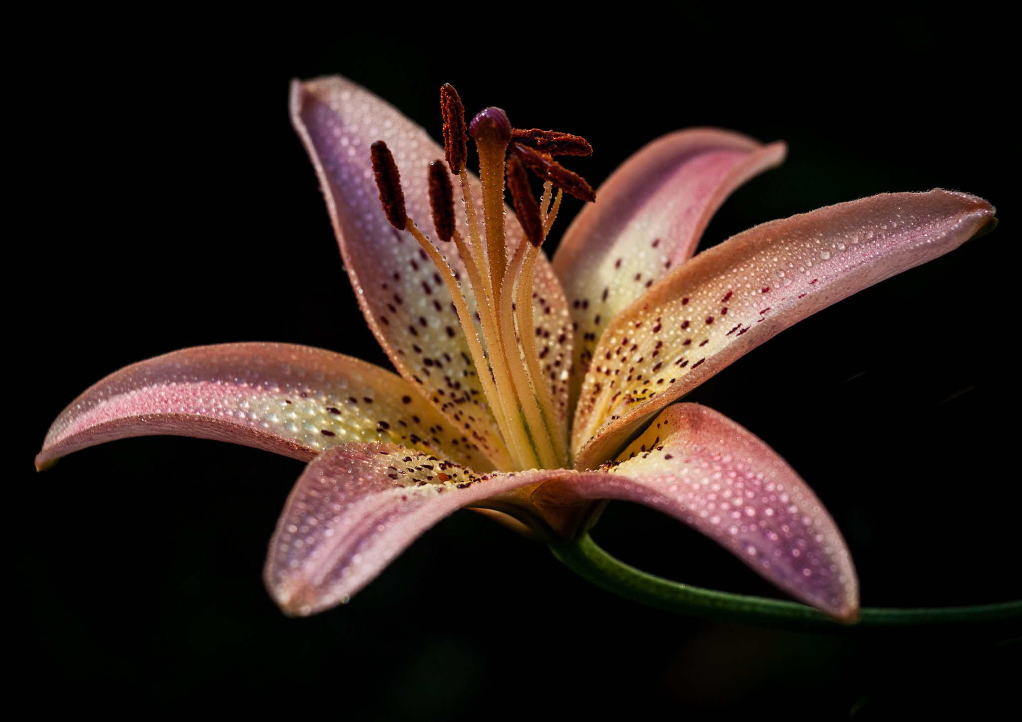 Canon EOS 50D + Canon EF-S 18-135mm F3.5-5.6 IS STM sample photo. First lily photography