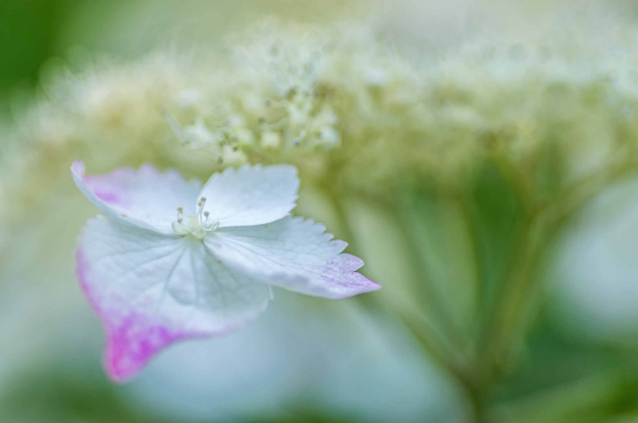 Pentax smc D-FA 100mm F2.8 Macro WR sample photo. Hydrangea photography
