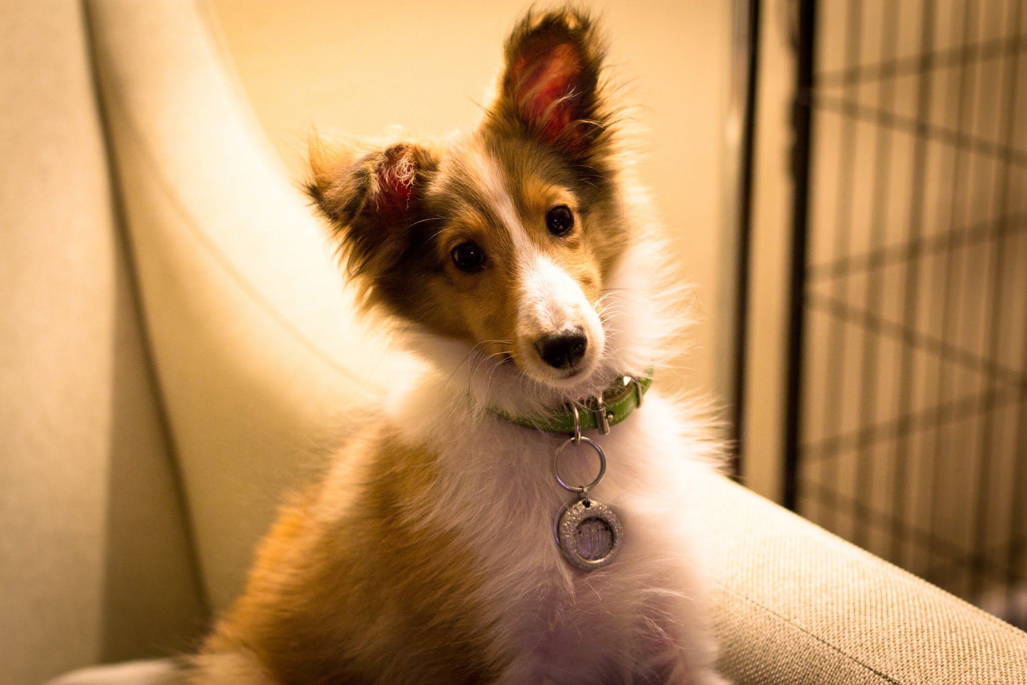 Canon EF 50mm F1.4 USM sample photo. Confused unagi photography