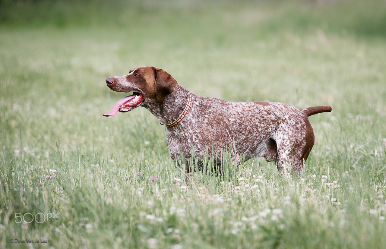 Nikon D3S + Nikon AF-S Nikkor 200-400mm F4G ED-IF VR sample photo. German shorthaired pointer photography