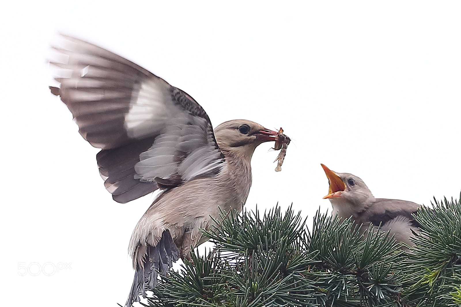 Canon EF 400mm F2.8L IS II USM sample photo. Bs3p9478.jpg photography