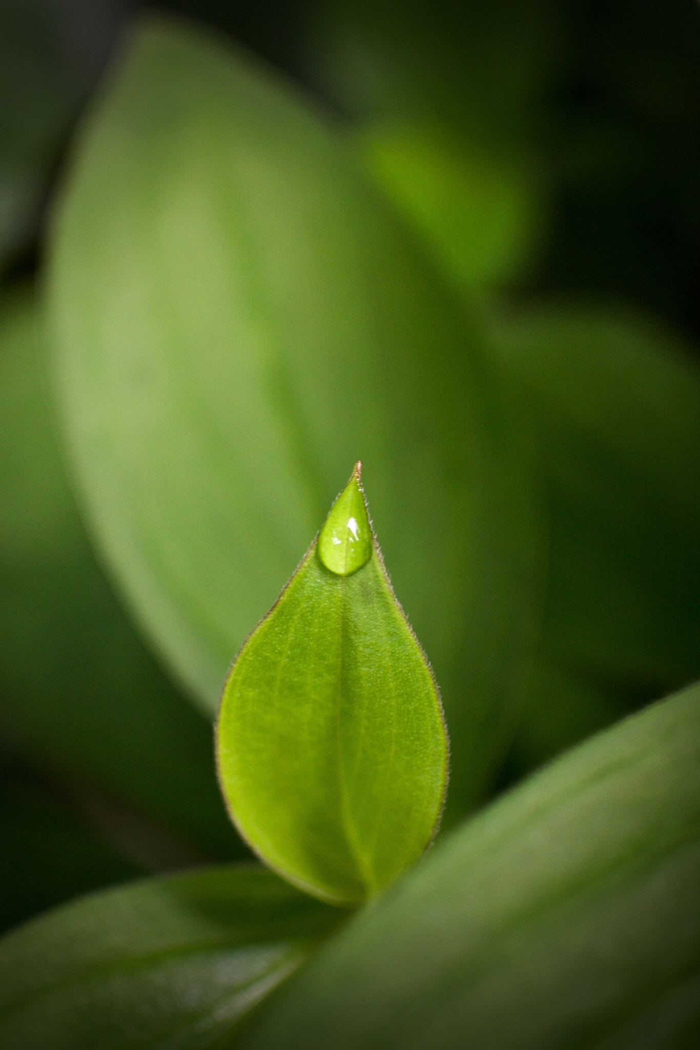 Nikon 1 J2 + Nikon 1 Nikkor 18.5mm F1.8 sample photo. The last raindrop photography