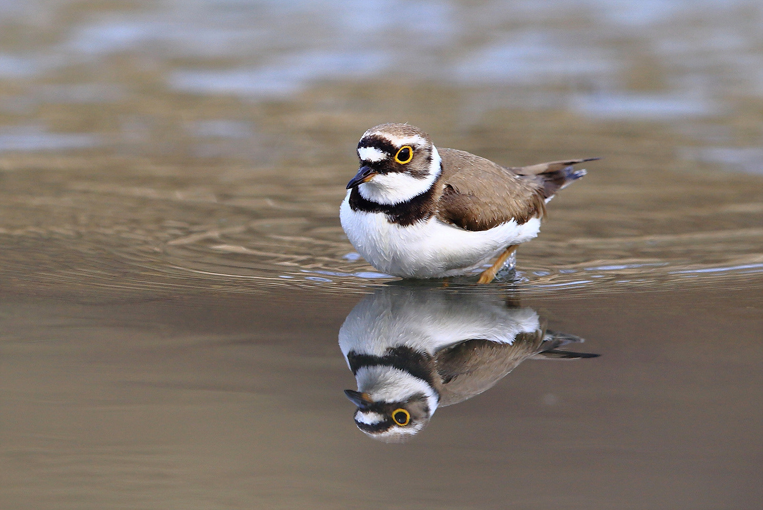 Canon EF 400mm F2.8L IS II USM sample photo. Little ringed plover photography