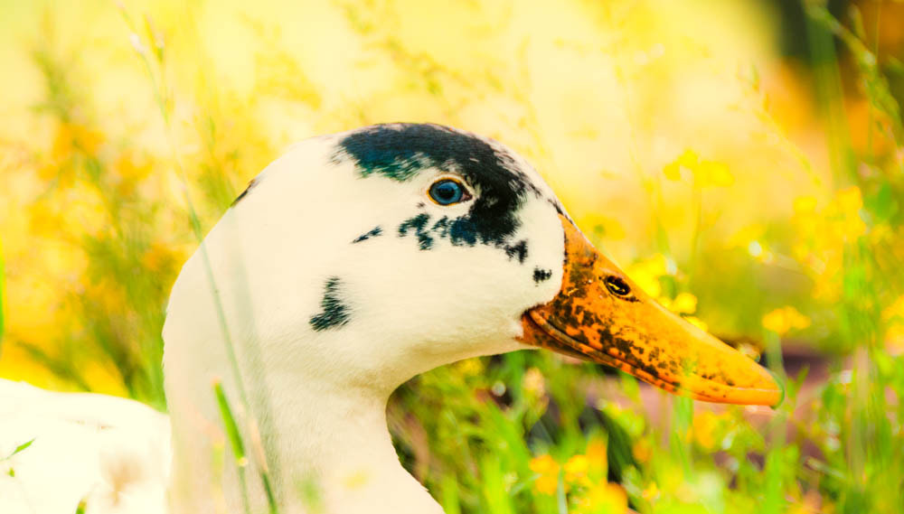 Sigma 150-600mm F5-6.3 DG OS HSM | C sample photo. Ancona duck photography