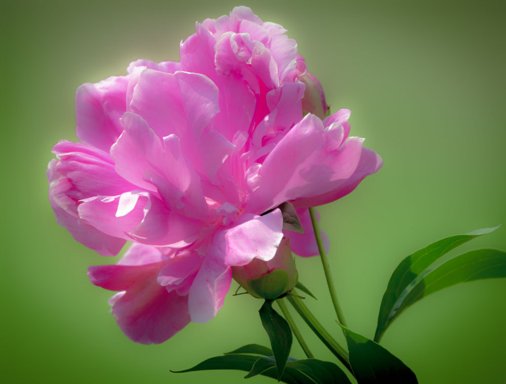 Sigma 150-600mm F5-6.3 DG OS HSM | C sample photo. The peony photography